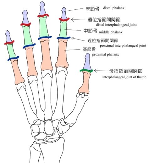 手指第一指節|指骨